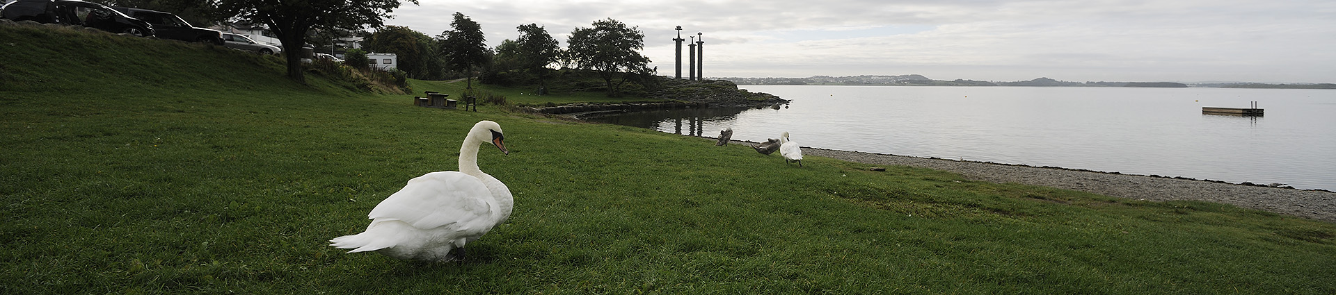 A white swan on a grassy hill by a body of water