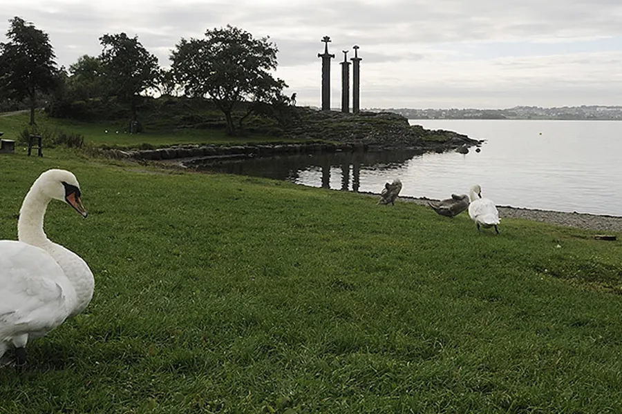 A white swan on a grassy hill by a body of water